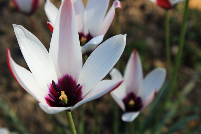 Tulipa Clusiana