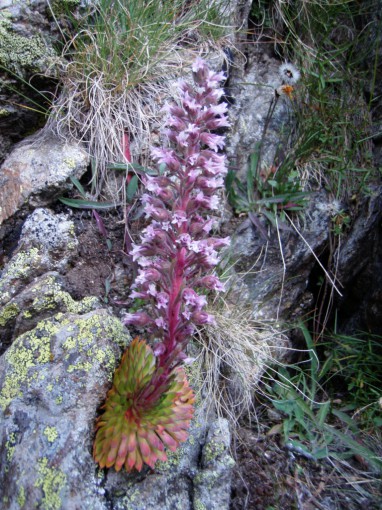 Saxifraga florenlanta