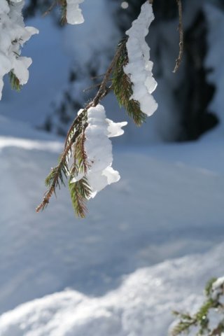 Stage de snowkite aux Estables